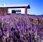 Kooroomba Vineyards and Lavender Farm