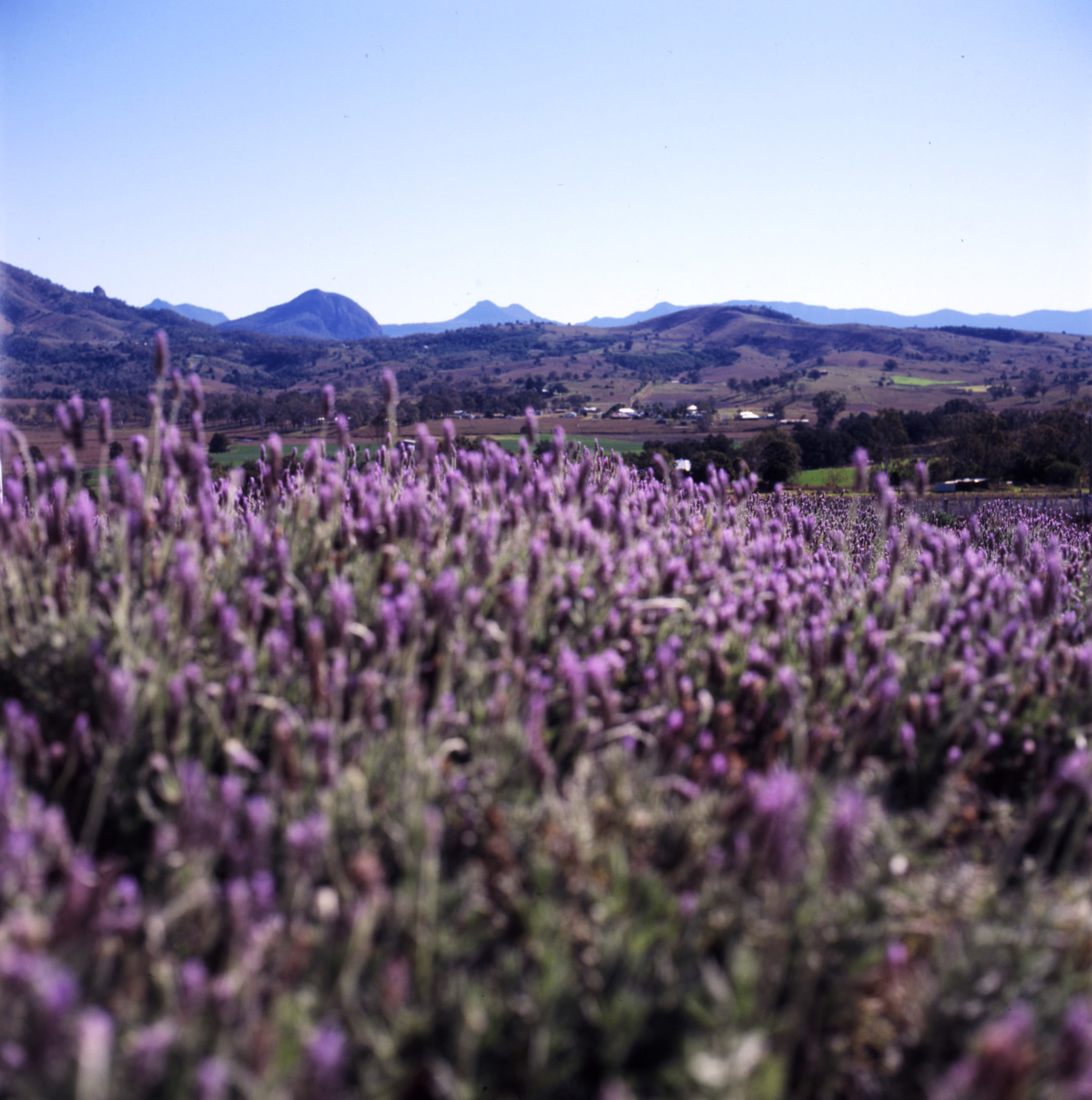 Kooroomba Vineyards and Lavender Farm | Boonah District Chamber of ...